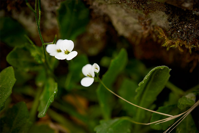 Ete fleur la demeure sans limites