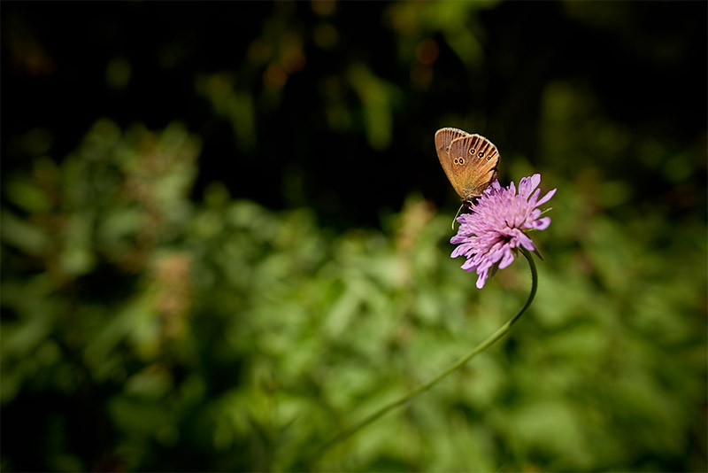 Ete Papillon fleur la demeure sans limites